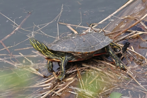 A painted turtle basking on a log
