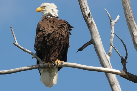 A bald eagle on a branch