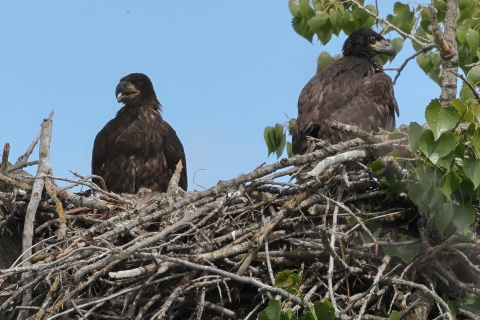A pair of juvenile bald eagles in a nest