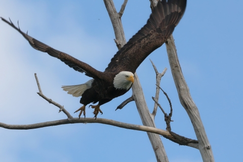 A bald eagle taking off from a branch