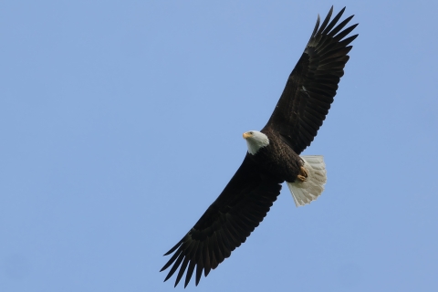 A bald eagle flying