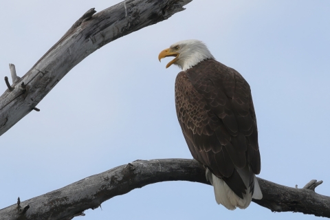 An eagle on a branch