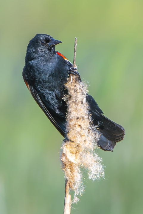 A red-winged blackbird perched on a reed