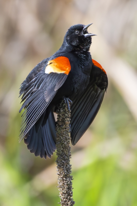 A red-winged blackbird perched on a reed