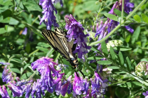 A butterfly perched on some purple wildflowers