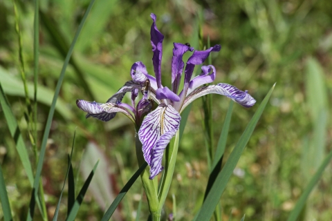 A purple and white wildflower
