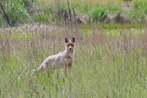 A young coyote standing in a grassy field