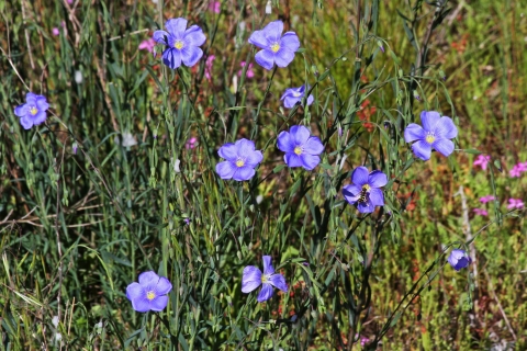 A patch of violet wildflowers