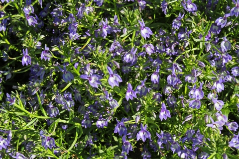 A group of purple flowers