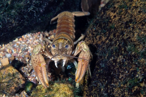 Atlantic slope crayfish