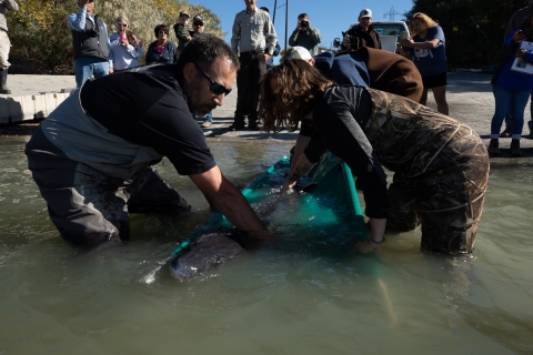 White sturgeon release