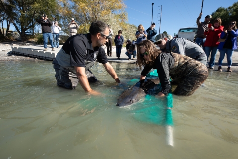 White sturgeon release