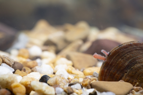 Dromedary pearlymussel