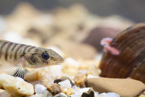 Logperch and dromedary pearlymussel