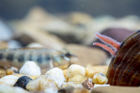 Dromedary pearlymussel