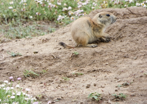 Baby prairie dog
