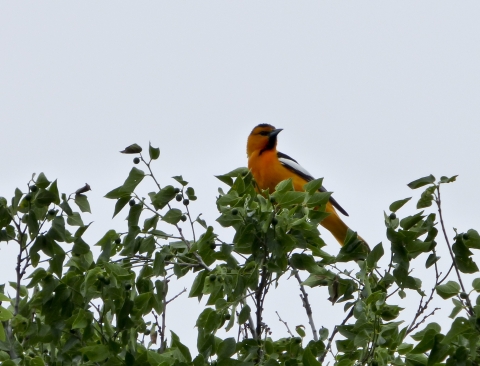 Bullock's oriole
