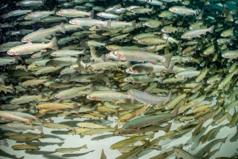 Yellowstone cutthroat trout