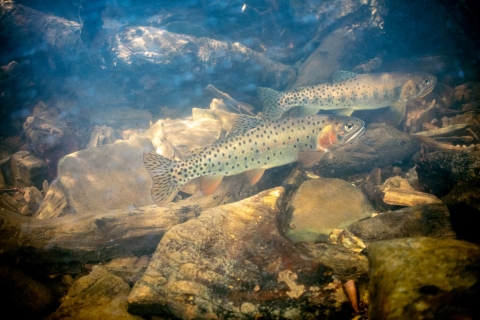 Yellowstone cutthroat trout