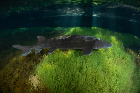 White sturgeon