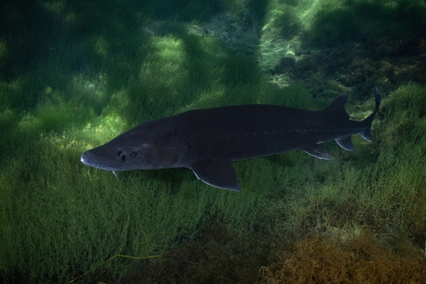 White sturgeon