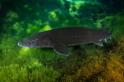 White sturgeon