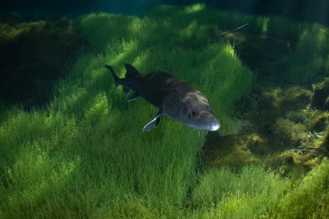 White sturgeon