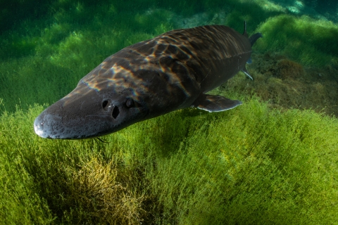 White sturgeon