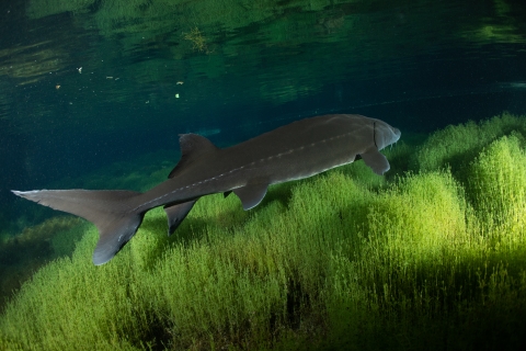 White sturgeon