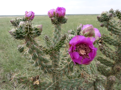 Cholla bloom cactus