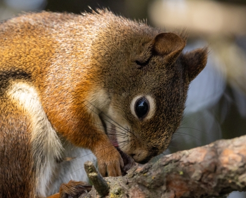 A squirrel bent over licking its front paws