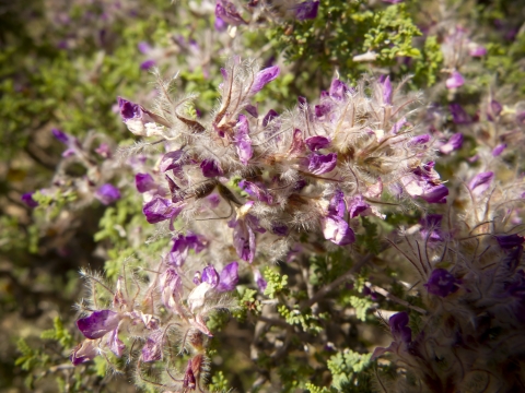 Feather dalea