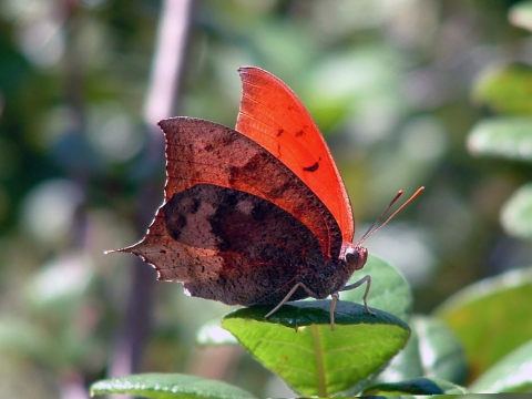 The Florida leafwing butterfly is found in the pine rocklands of south Florida. Its bright orange upper wings make it easy to spot in flight, but when it closes its wings, it resembles a dead leaf.