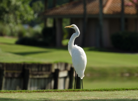 Great egret at the Grand Cypress Golf Club Florida