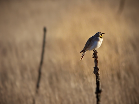 Horned lark