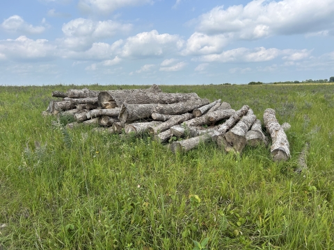 Cut logs stacked in a field