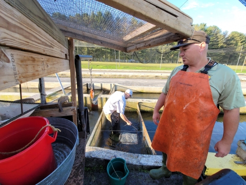 Jerry Short loads fish from a hatchery raceway