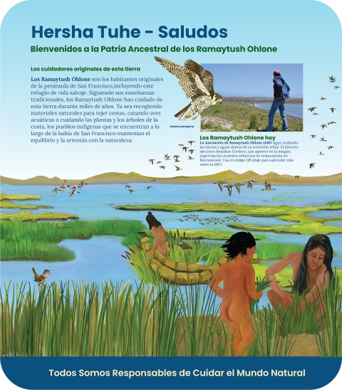 Una imagen que muestra la patria ancestral de los Ramaytush Ohlone con individuos recogiendo materiales y zarpando una canoa. Aves y plantas palustres al borde de la bahía. Entre las aves figuran patos, un halcón y un chochín. Foto de un miembro de la tribu Ramaytush.