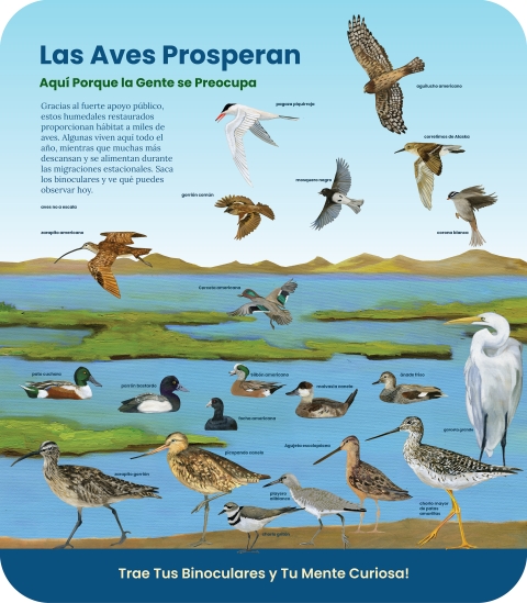 Una colección de aves nativas, incluyendo patos, aves playeras, rapaces, aves acuáticas y aves cantoras de la bahía de San Francisco volando, posándose y caminando por el agua y en lo seco.