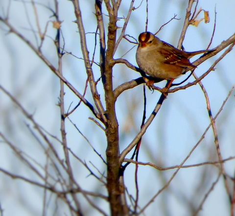 Lark sparrow