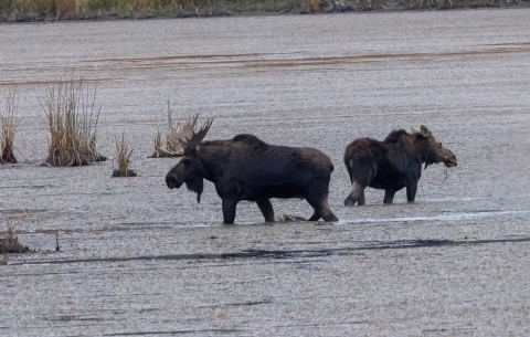 A pair of moose wading in a wetland