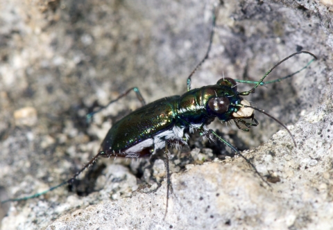 A metallic blue-green Miami tiger beetle is shown against the gray limestone of the pine rocklands.