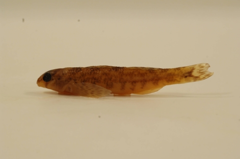 Small orange fish with brown spots on a white background