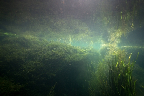 A wall of hydrilla growing in a river