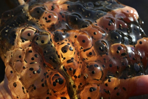 Close up photo of gelatinous orange, brown, and black spotted frog eggs