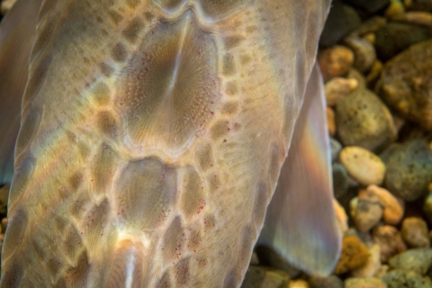 Close up of Pallid Sturgeon