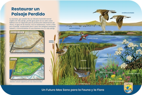 Infografía que muestra el antiguo estanque salino comercial (estanque R4) y el mismo estanque reconectado a la bahía y totalmente restaurado. Especies nativas de aves y plantas palustres en el borde de la bahía. Entre ellas hay aves palustres, patos y aves cantoras en el humedal y sus alrededores.