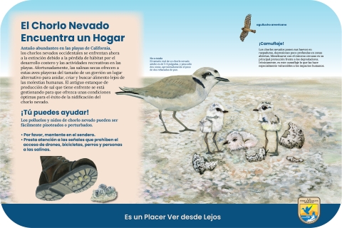 Imagen que muestra una bota café acercándose a 3 huevos camuflados en un nido en el suelo, a punto de aplastarlos. Un primer plano de un chorlo nevado adulto y sus crípticos polluelos recién nacidos en las salinas, y un aguilucho norteño sobrevolando.