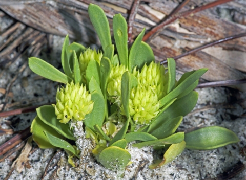 Tiny polygala, also known as tiny milkwort, is a rare flowering plant belonging to the milkwort family. It is found in Florida’s pine rocklands and scrub ecosystems along the southeastern coast of the peninsula. 