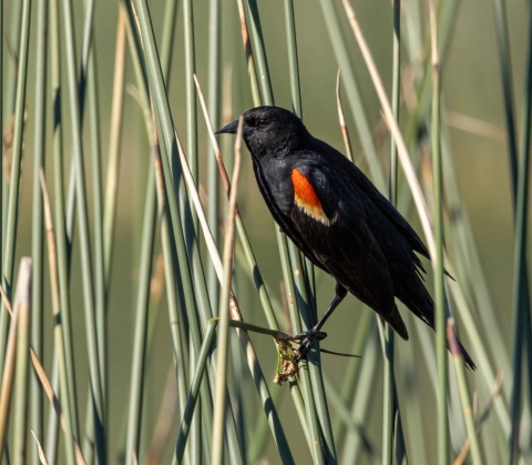 A red-winged blackbird perched on some reeds